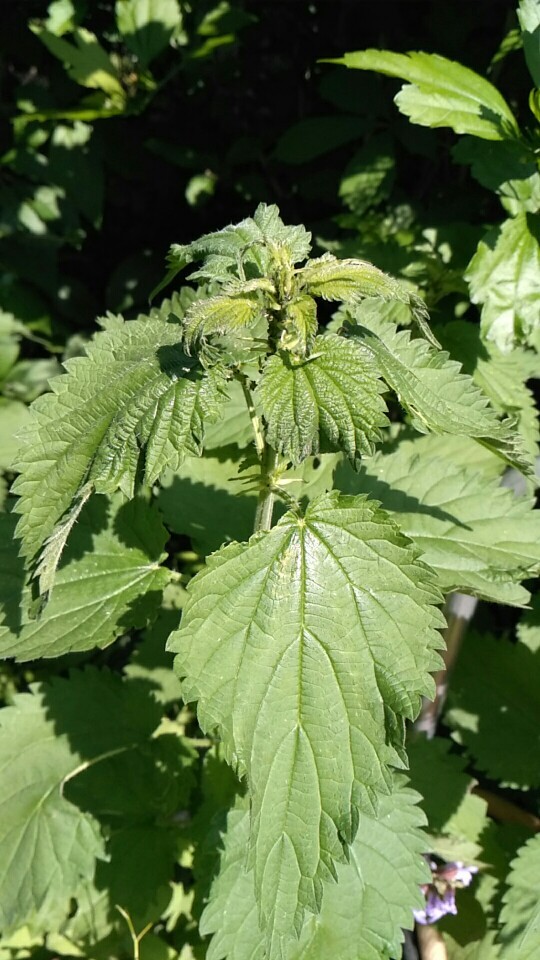 Крапива двудомная (Urtica dioica) - PictureThis