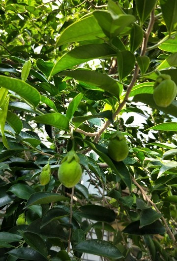 アクイラリア・シネンシス (Aquilaria sinensis) - PictureThis