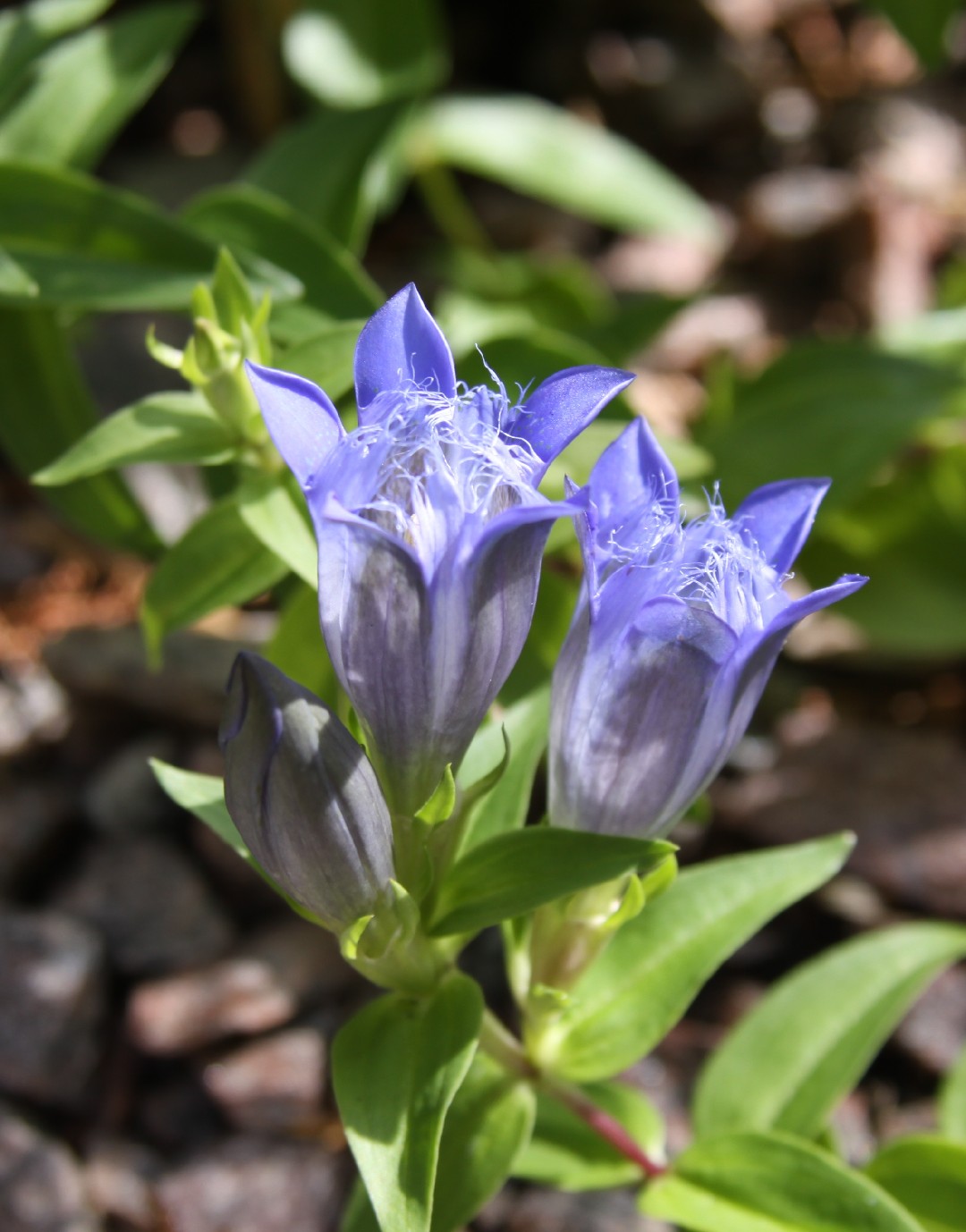 Gentiana septemfida PictureThis