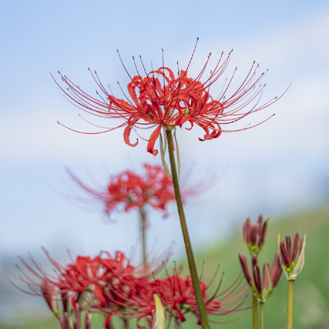 red spider lily (lycoris radiata) flower, leaf, care, uses