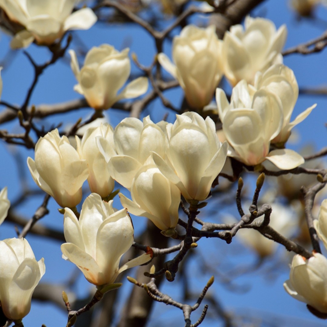 yulan magnolia (magnolia denudata) flower, leaf, care, uses