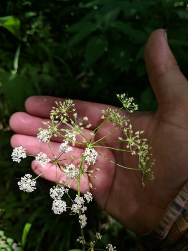 Perideridia americana PictureThis