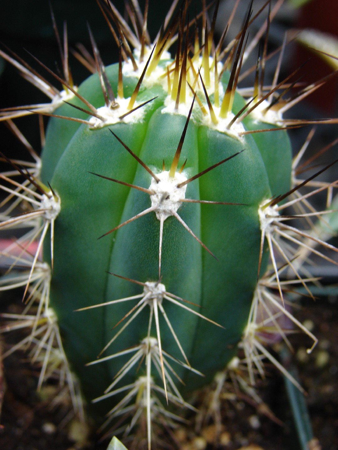 Entdecken Sie die bemerkenswerten Vorteile des Zahnstocher-Cactus fr Ihren  Garten