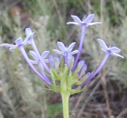 Pentanisia angustifolia Care (Watering, Fertilize, Pruning, Propagation