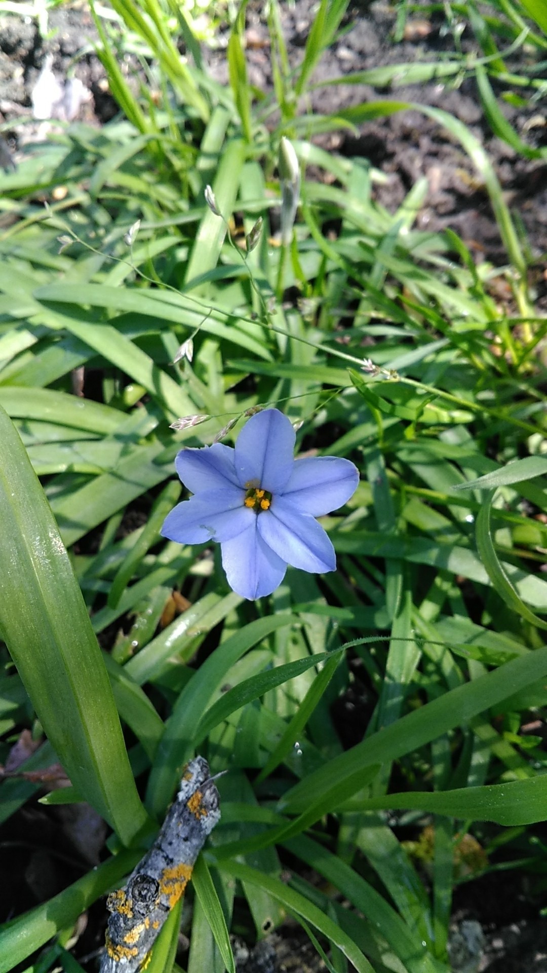 Spring starflowers Care (Watering, Fertilize, Pruning, Propagation ...