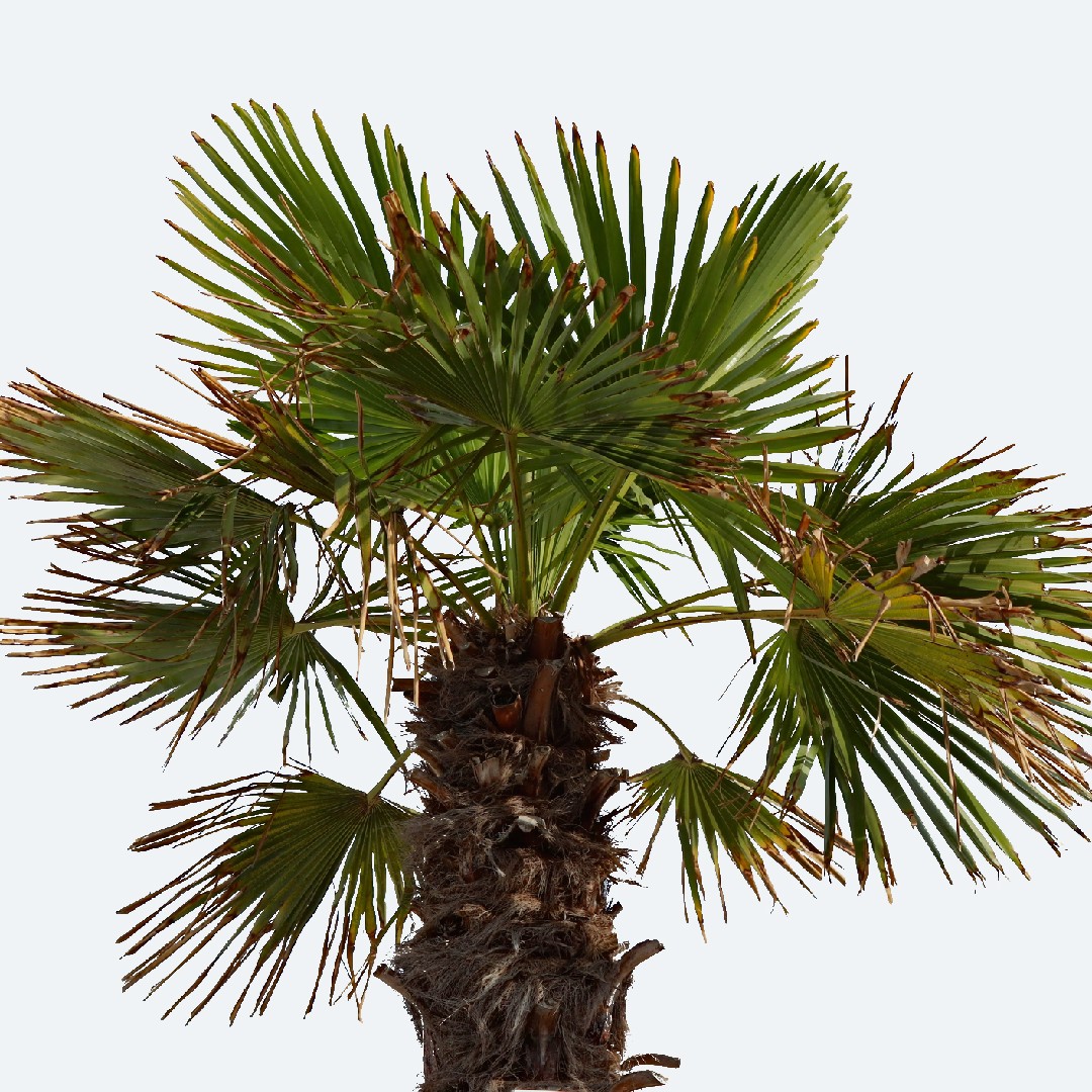 How can I prune my Chinese windmill palm? PictureThis