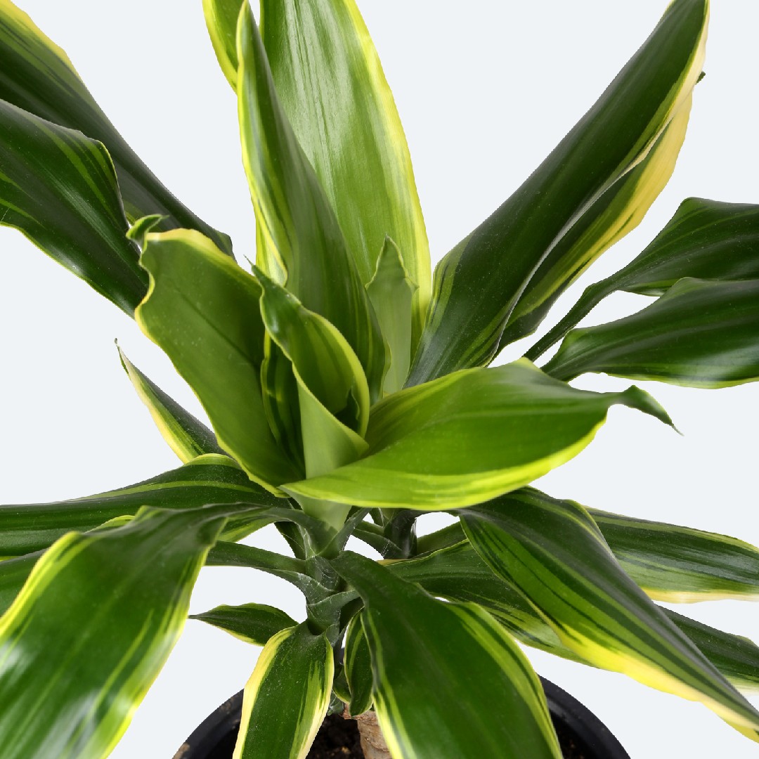 How to Grow and Care for Cornstalk Dracaena 'Golden Coast'