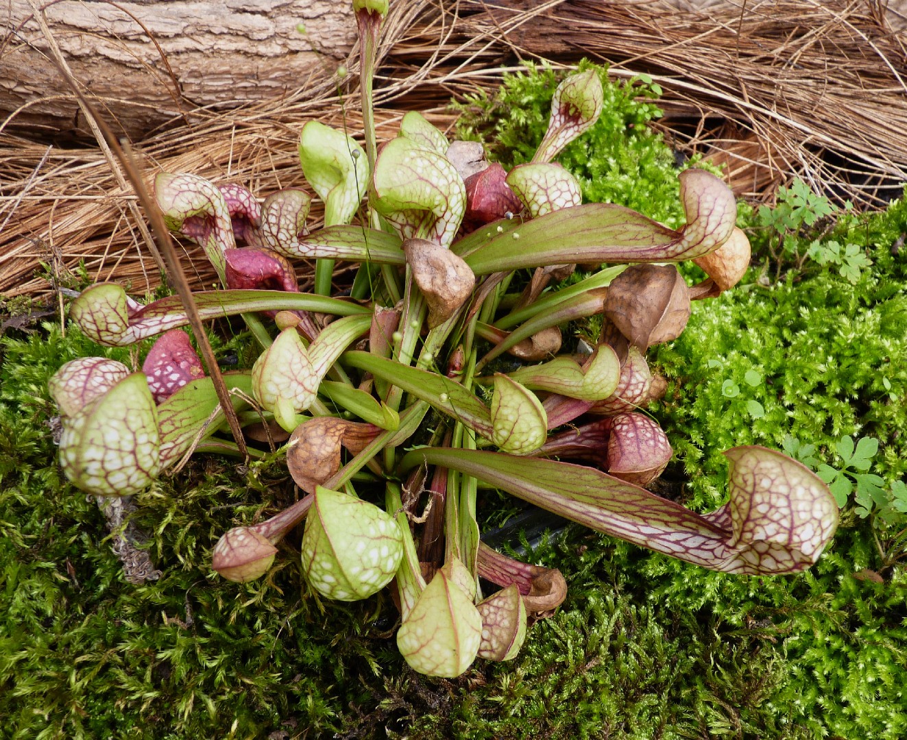 How to identify Parrot pitcherplant (Sarracenia psittacina)