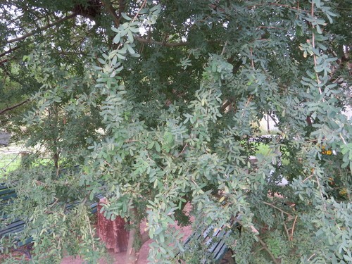 Chanar (Geoffroea decorticans) - PictureThis