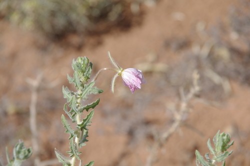 Oenothera engelmannii PictureThis