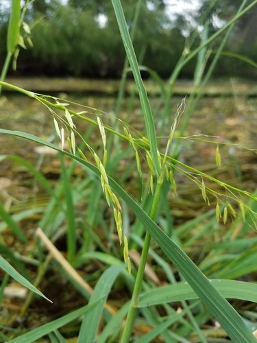 Zizania Texana Texas Wildrice (Zizania Texana Hitchc.) Propagule
