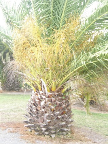 ナツメヤシゾク（ナツメヤシ属） (Phoenix) - PictureThis