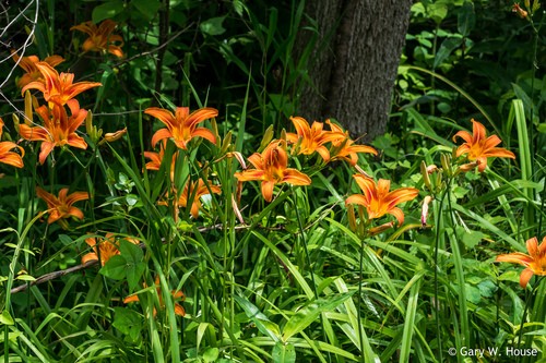 lily white plant Oriental Lily Casa Blanca