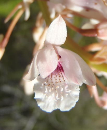 Acrolophia Care (Watering, Fertilize, Pruning, Propagation) PictureThis