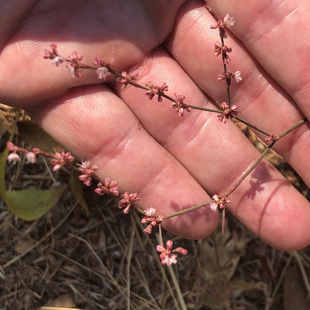 Eriogonum vimineum PictureThis