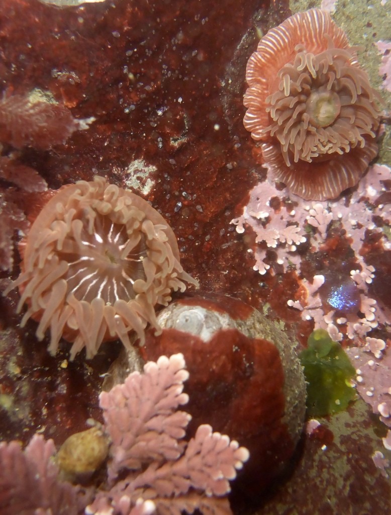 Coralline algae (Corallinales) Flower, Leaf, Care, Uses PictureThis