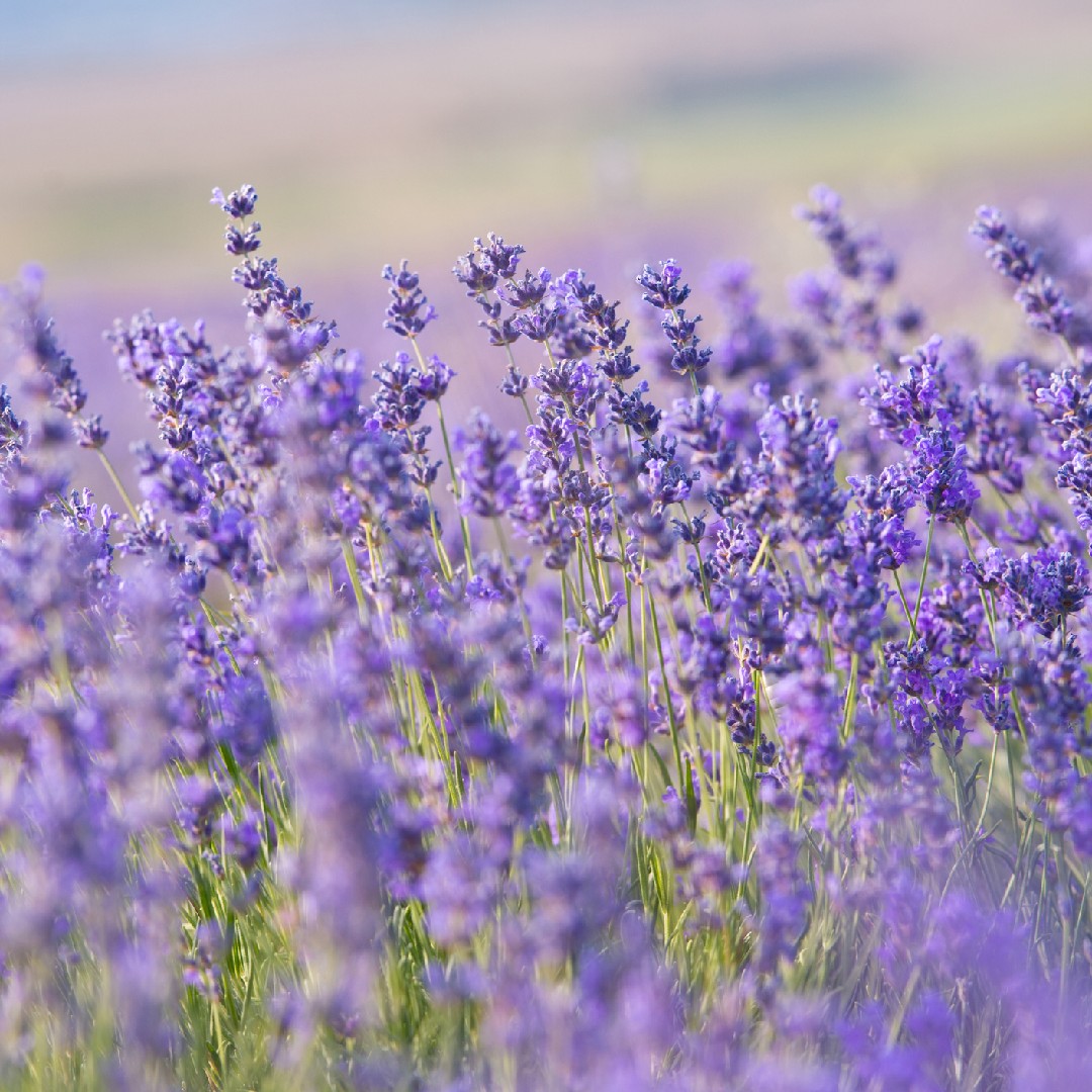 English lavender (Lavandula angustifolia) Flower, Leaf, Care, Uses -  PictureThis