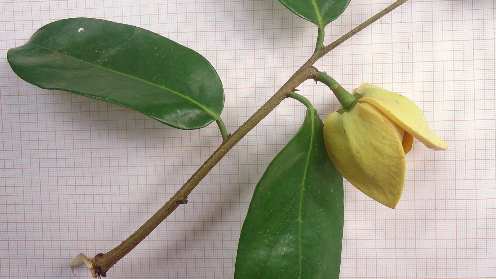 山刺番荔枝 (Annona montana) 照顧,種植,繁殖,開花時間 - PictureThis
