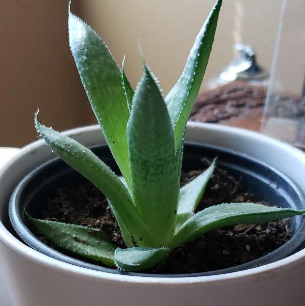 Wie man Grannen-Aloe anbaut und pflegt
