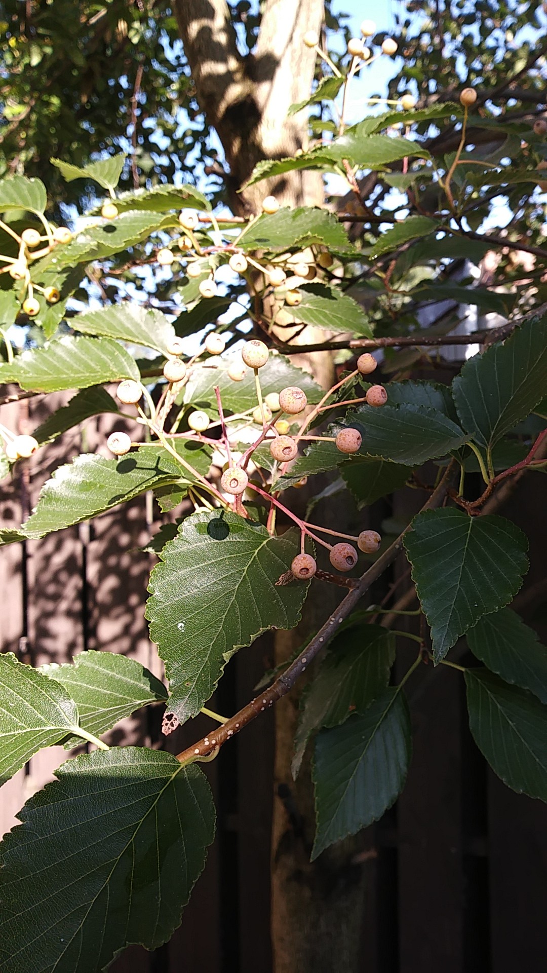 アズキナシ（小豆梨）の判定方法 (Sorbus alnifolia)