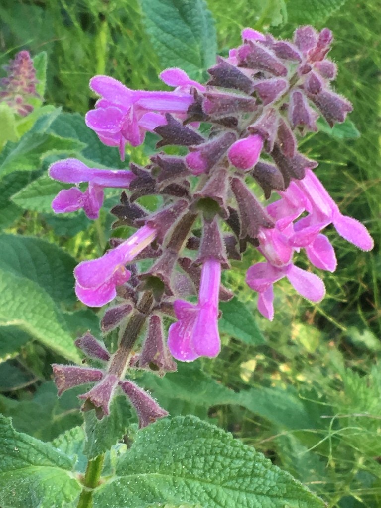 Coastal (Stachys chamissonis) Flower, Leaf, Care, Uses