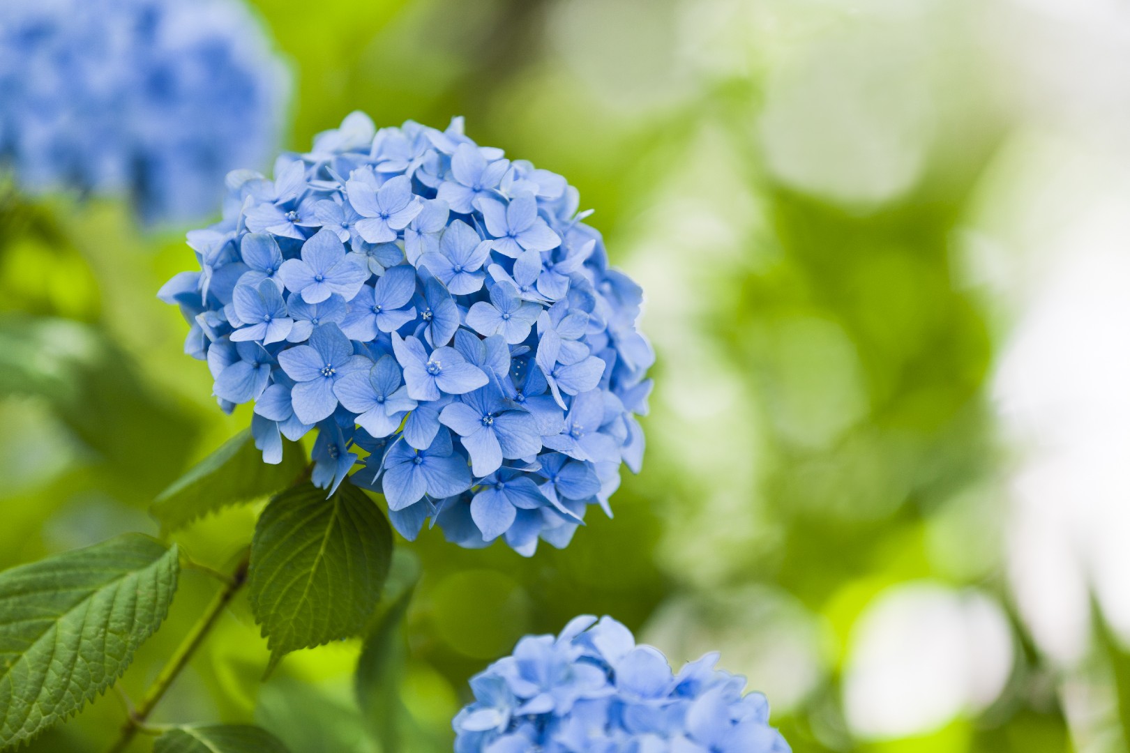 Hydrangea macrophylla 'Little Blue' - PictureThis, image size:1620x1080