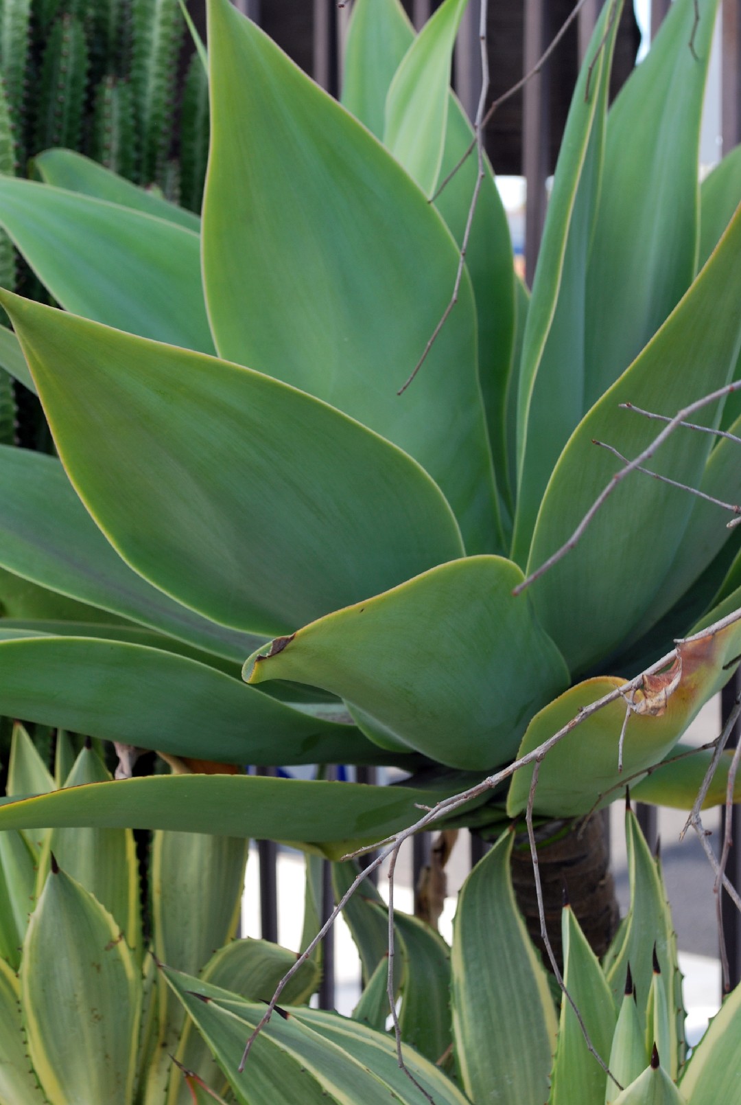 Drachenbaum-agave - Agave attenuata (Pflege, Merkmale, Blume, Bilder)