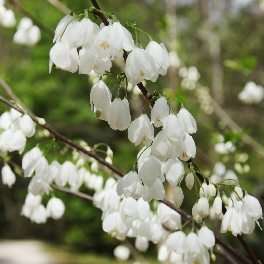 Schneeglöckchenbäume (Halesia)