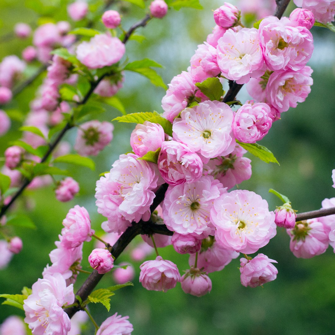 flowering almond (prunus triloba) flower, leaf, care, uses