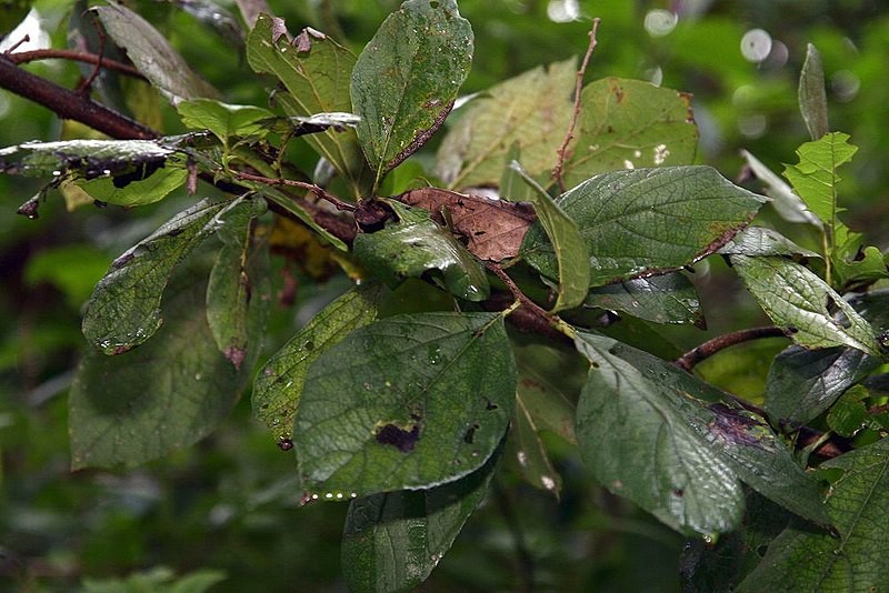 Cordia dentata PictureThis