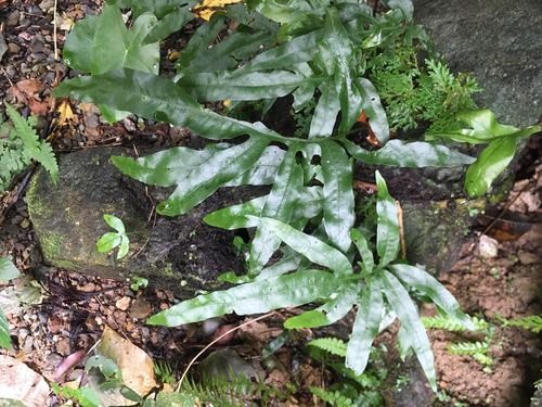 Leptochilus PictureThis