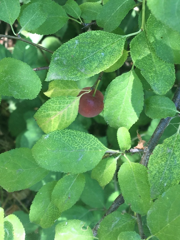 サクラ属 (Prunus)