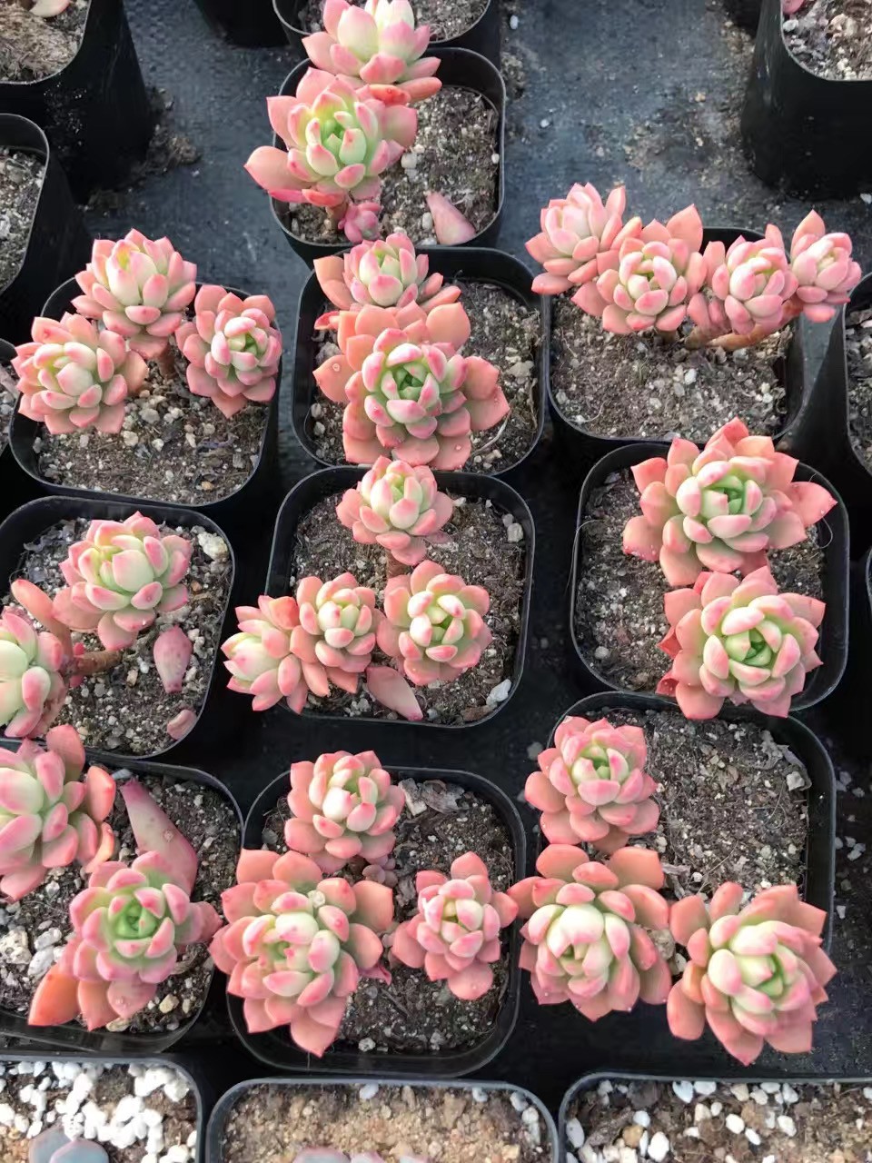 マッコス (ケア, 特徴, 分布, 画像)