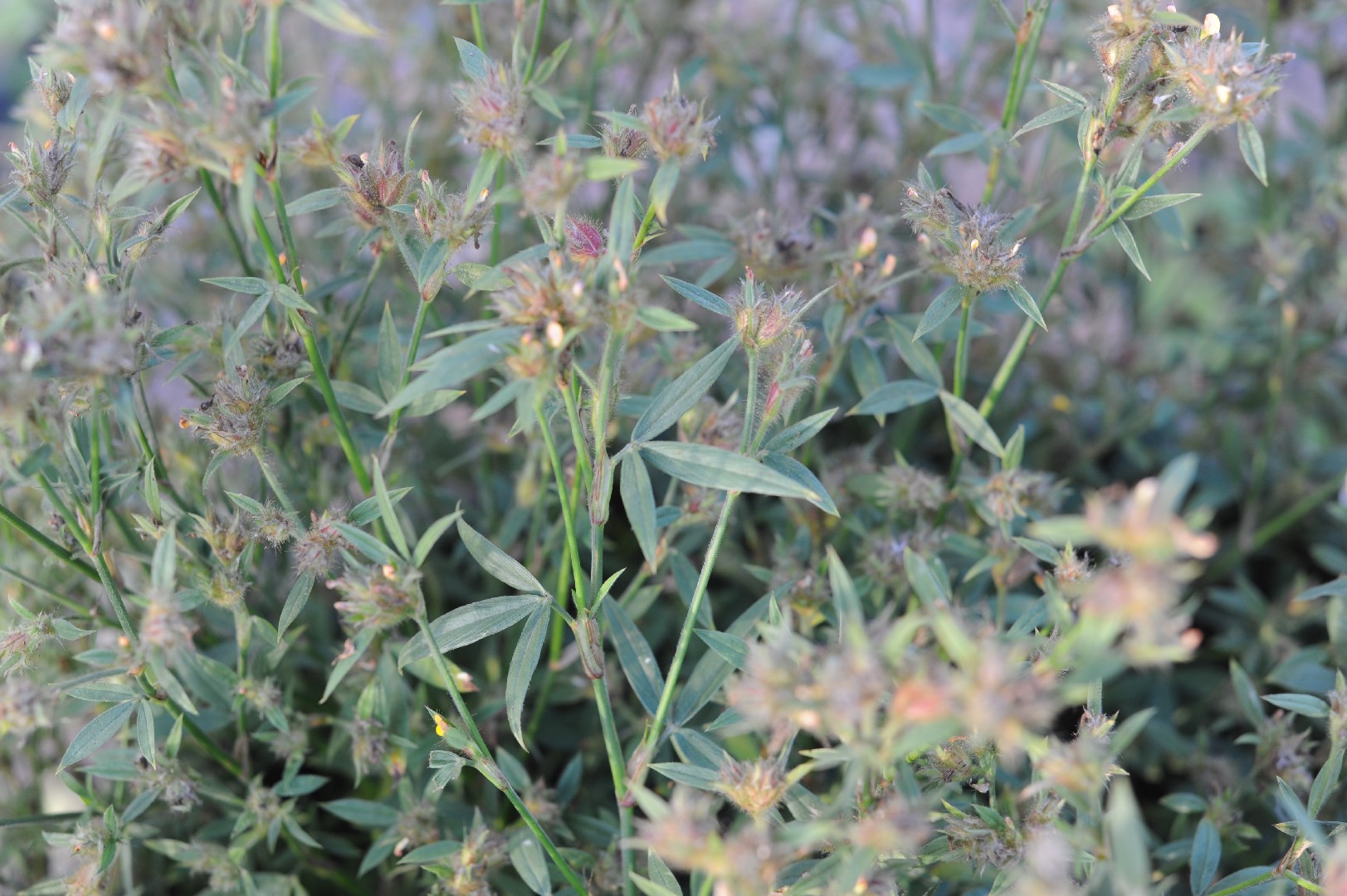 Stylosanthes guianensis PictureThis