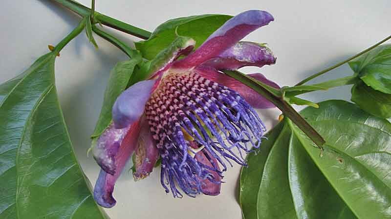 Passiflora alata : Winged-stem passion flower