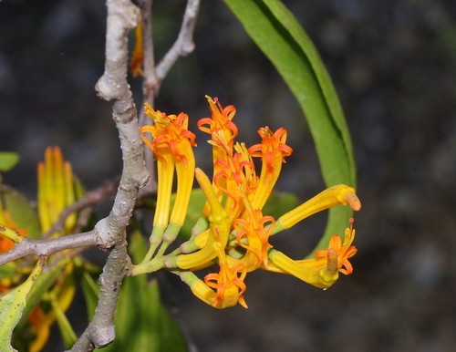 Dendrophthoe glabrescens PictureThis