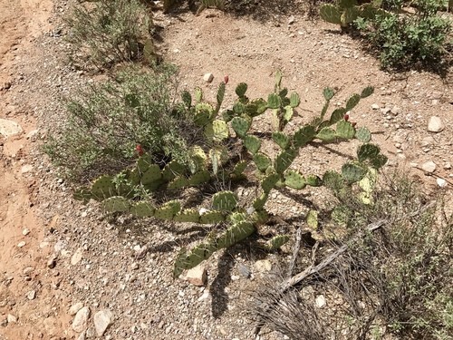 オプンチア・ファエアカンサ (Opuntia phaeacantha) - PictureThis