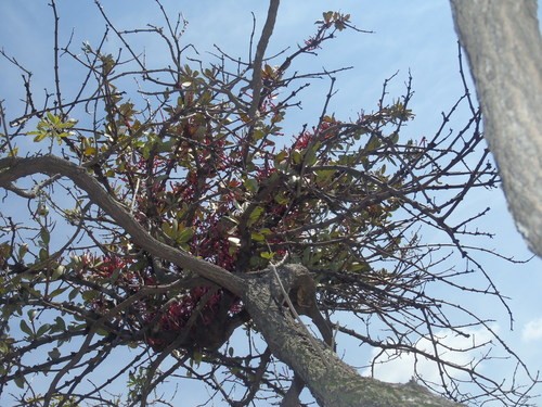 Tapinanthus (Tapinanthus)
