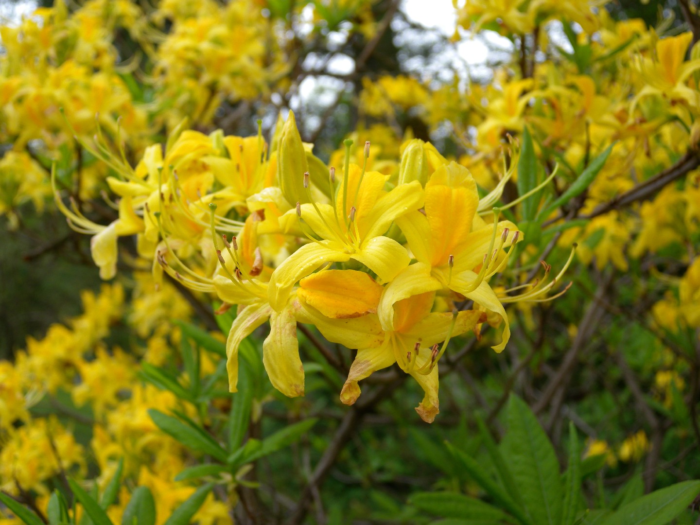 rhododendron ph wert senken Substral main image 0