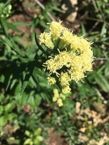 Brickellia eupatorioides PictureThis