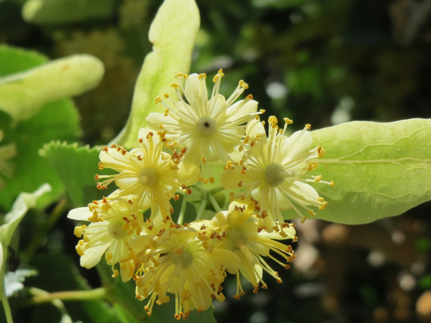 Small-leaved lime (Tilia cordata) Flower, Leaf, Care, Uses - PictureThis