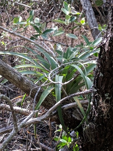 Spreading airplant - Tillandsia utriculata (Care, Characteristics, Flower,  Images)