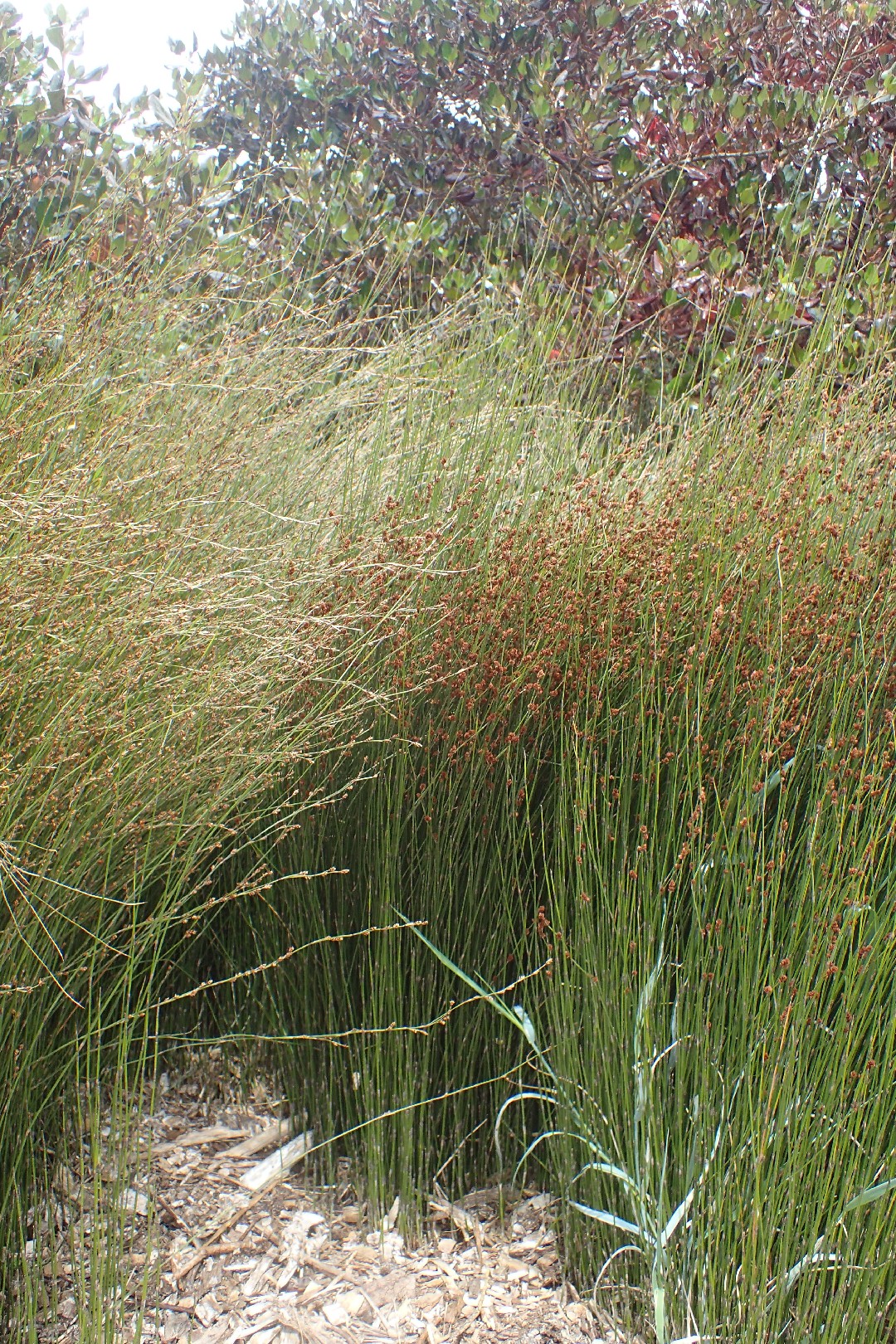 Jointed rush (Apodasmia similis) Flower, Leaf, Care, Uses PictureThis