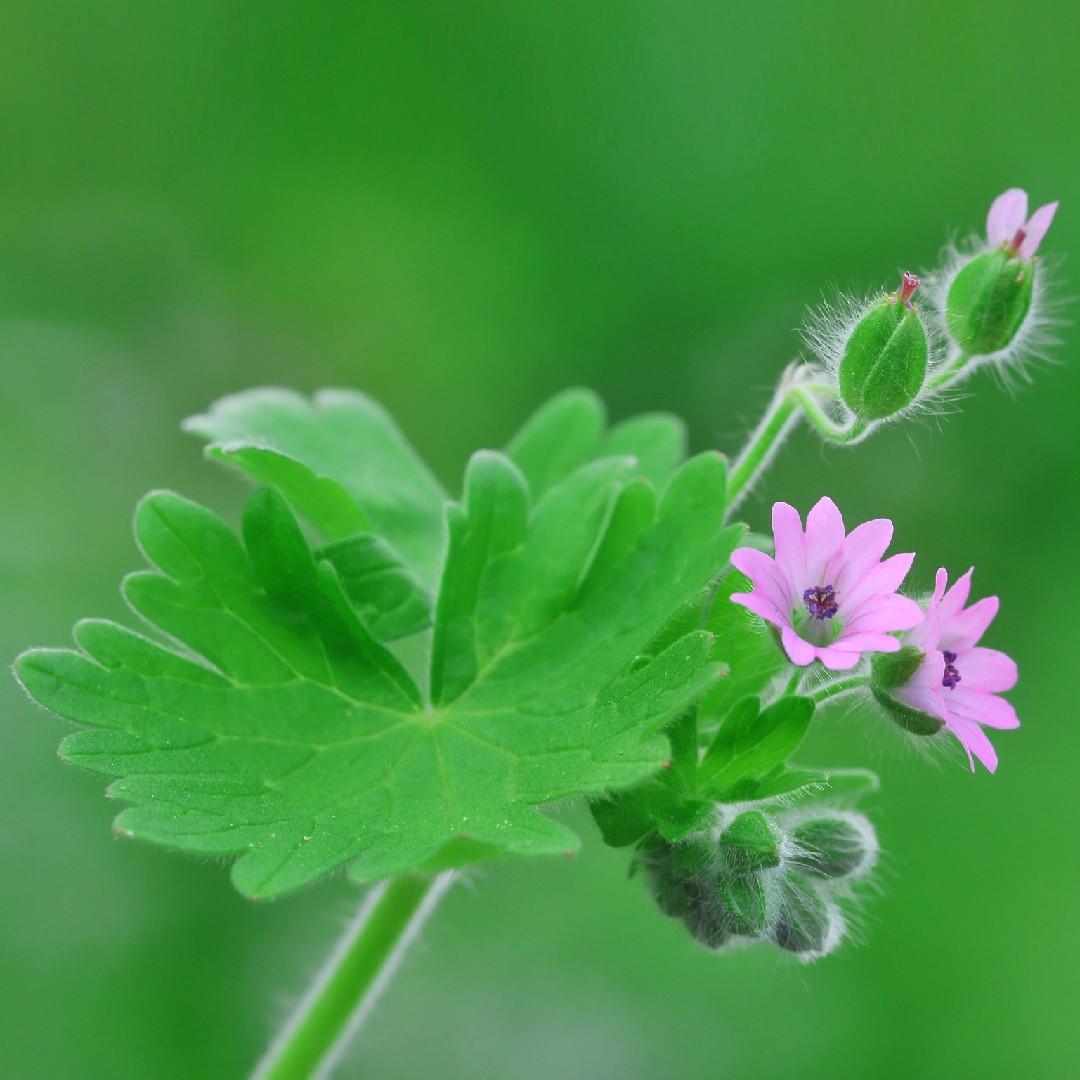 What Is Sphagnum Moss And What Is It Used For? - Five Little Doves