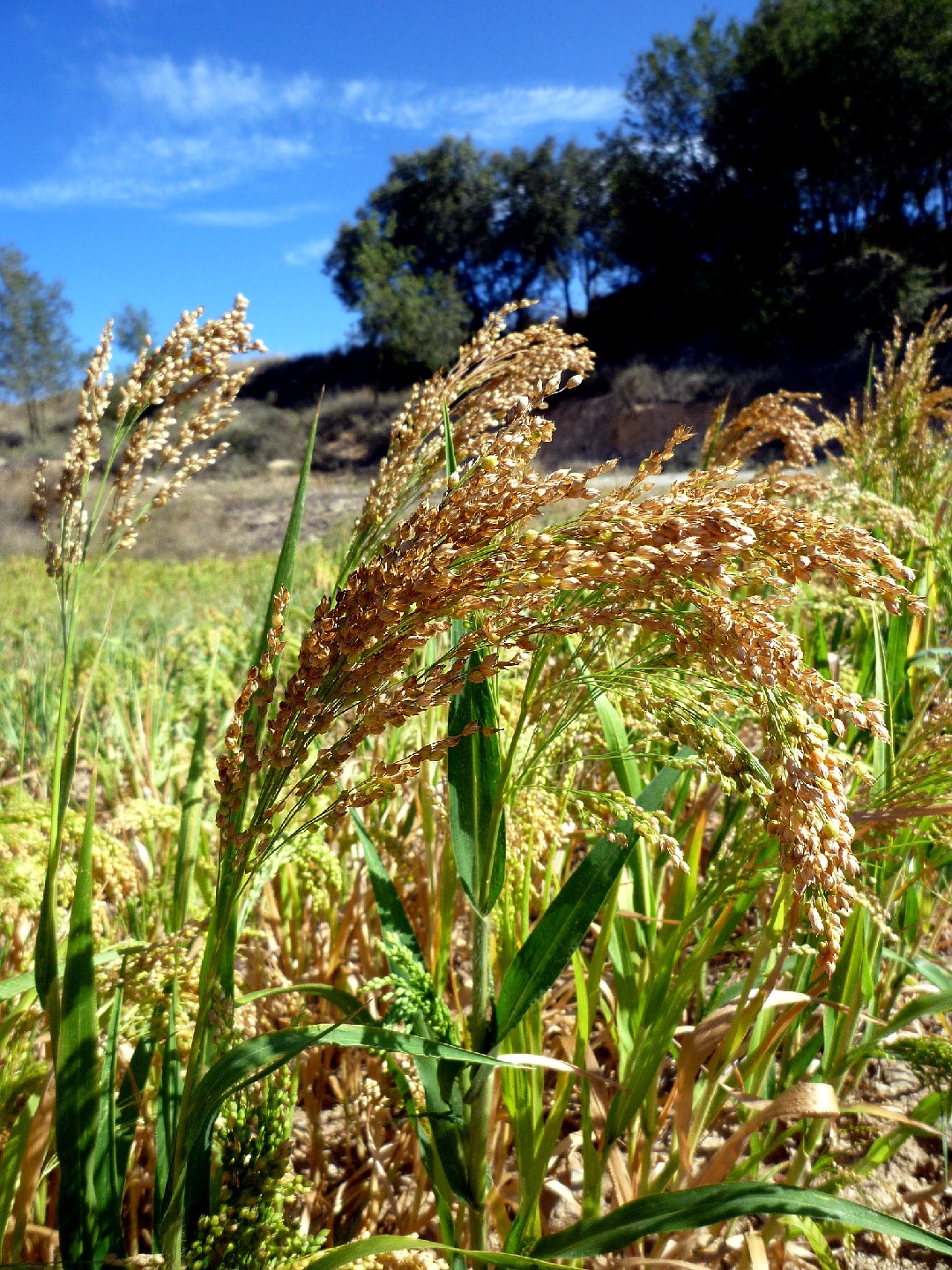 キビ(黍 ) (Panicum miliaceum) 花言葉,毒性,よくある質問 - PictureThis