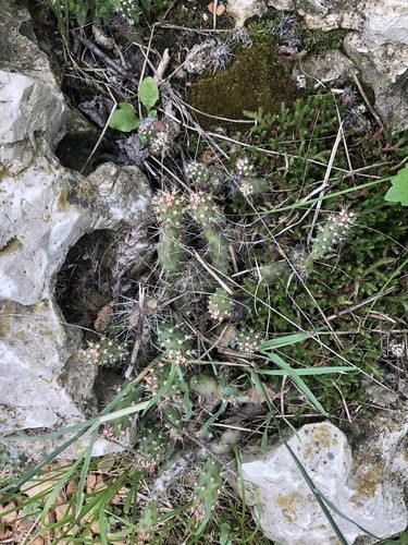 オプンチア フラギリス (Opuntia fragilis) - PictureThis