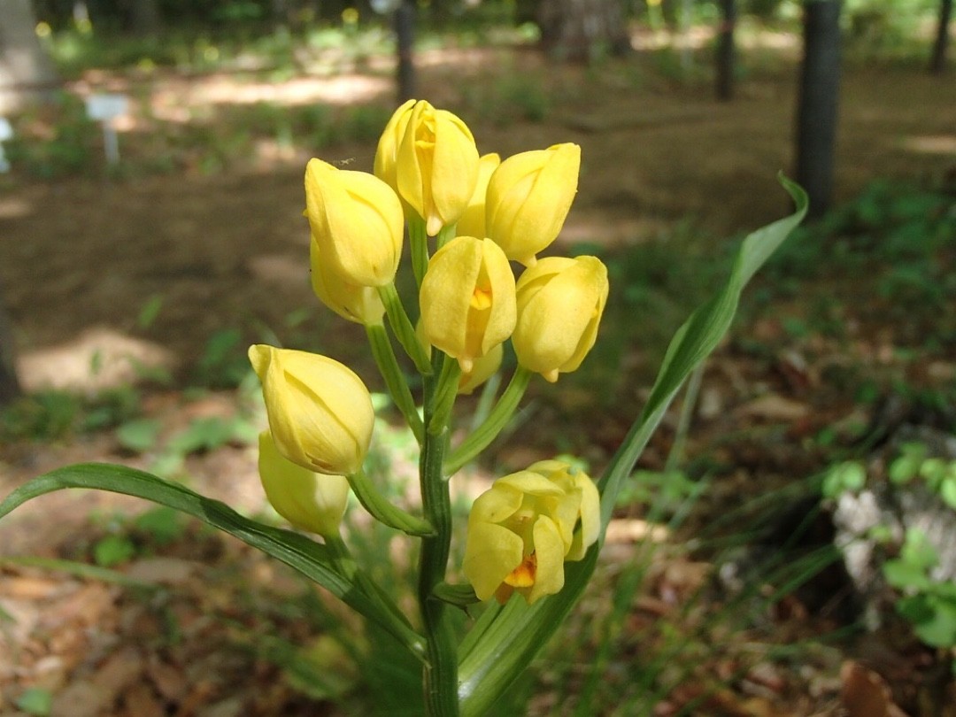 キンラン属 (Cephalanthera)