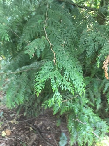 thuja smaragd baumschule Lebensbaum Thuja occidentalis Smaragd 80-100 cm Hhe Ballenware