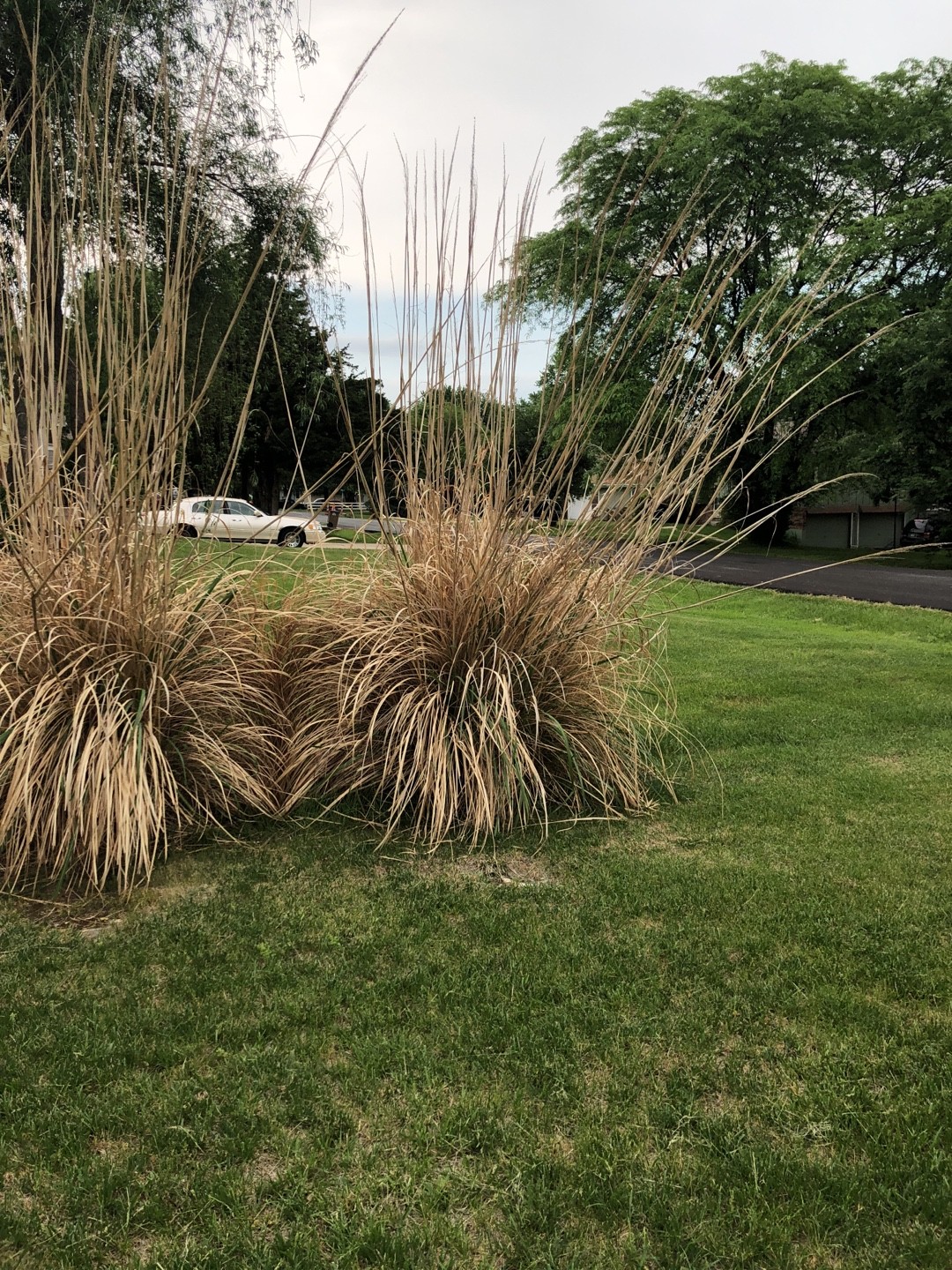 Boja (Molinia caerulea) - PictureThis