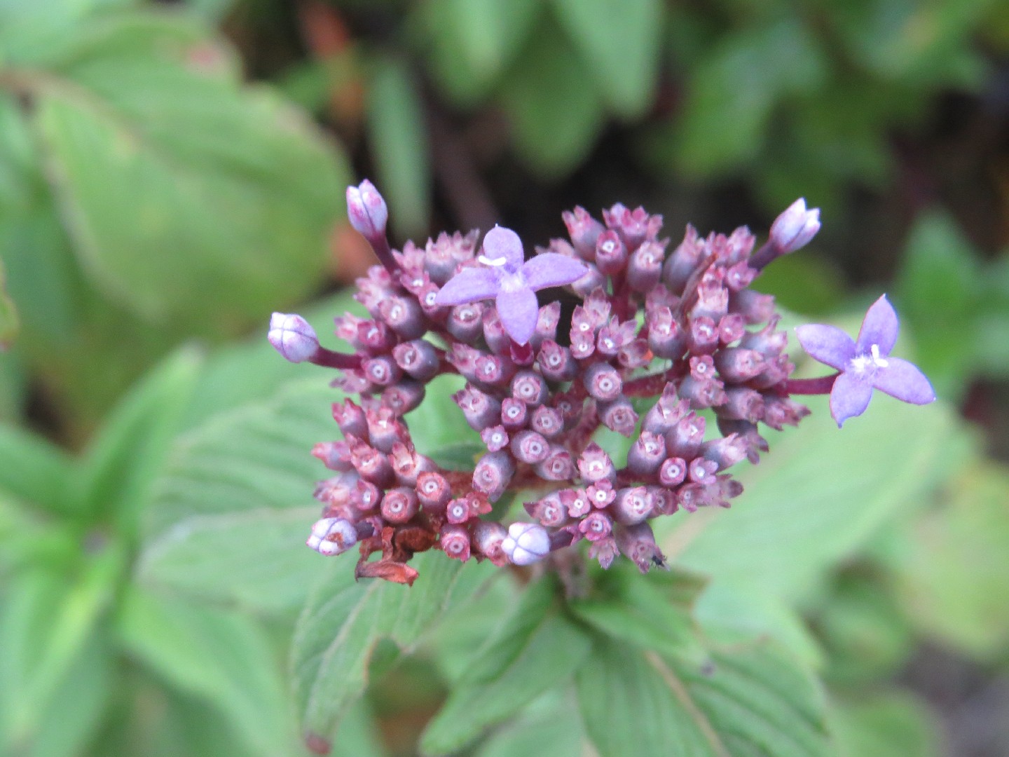 Sumatra knoxia (Knoxia sumatrensis) Flower, Leaf, Care, Uses PictureThis